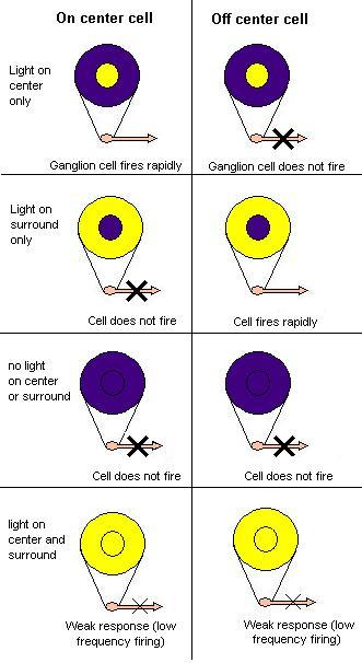 Receptive field