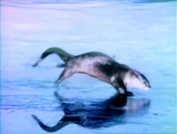Itsanotter