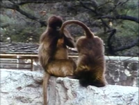 Film.Monkeyscleaning.jpg