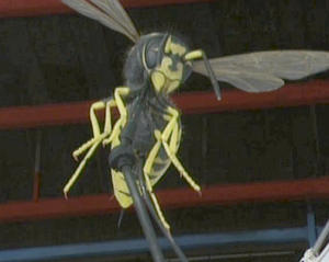 Wasp