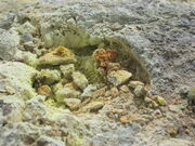 NZ sulfur NI