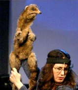 PuppetUp Ferret