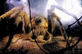 Aragog.jpg