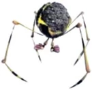 Volatiledweevil