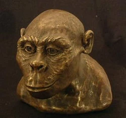 Austrolopithecus africanus