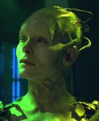 Borgqueen2377.jpg
