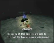Reel20 Shearwig
