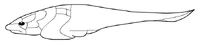 PlacodermiZICA