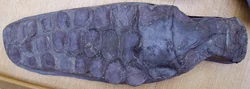 Ichthyosaur paddle 1