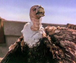 Vulture