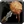 Inv misc food 85 stegadonbite.png