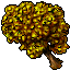 Yellow Maple
