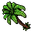 Coconut Palm