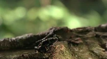 Grenouille.jpg