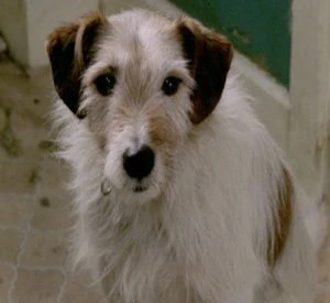 Mickeythedog.jpg