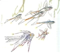 Floaters-woswfg.jpg
