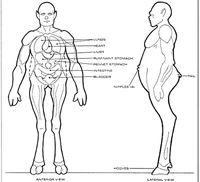 Homo cygni physiology.jpg