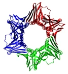 Wiki