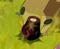 Ebony Stump