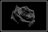 FlagRose
