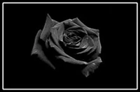 FlagRose