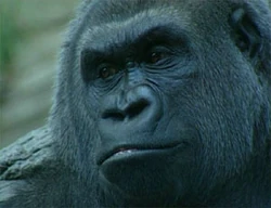 Ewwildanimals-film