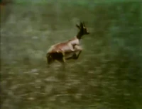 Film.Gazelle.jpg
