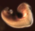 Kes embryo.jpg
