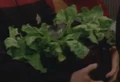 Oblissian cabbage.jpg