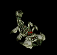 Arachnathid