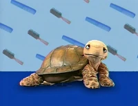 Ewhair-turtle.jpg