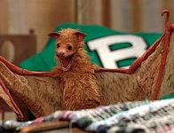 Benny the Bat