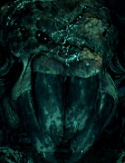 Shelob