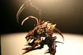 Zergling