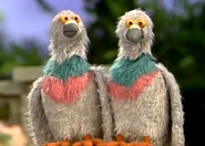 Pigeons