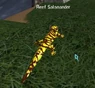 Iccspreefsalamander.jpg