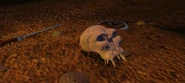Skull discarded