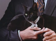 Isis-Cat