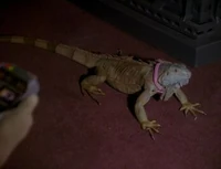Spot-Iguana.jpg