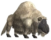 Sheep.jpg