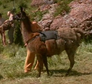 Baku llama