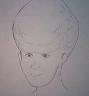 Talosien dessin