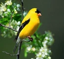 Goldfinch.jpg