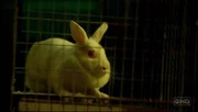 BunnyFaceShot.jpg