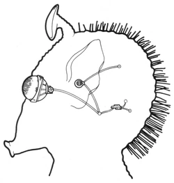 Hifold Sensory Package