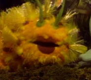 Larva