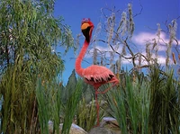Ewsleep-flamingo.jpg