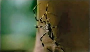 Medusa-spinne.PNG