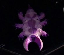 Parasite-topview