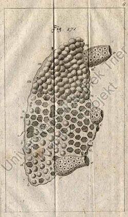 Oekonomische Encyklopaedie 171
